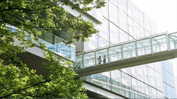 Tree next to the modern overpass